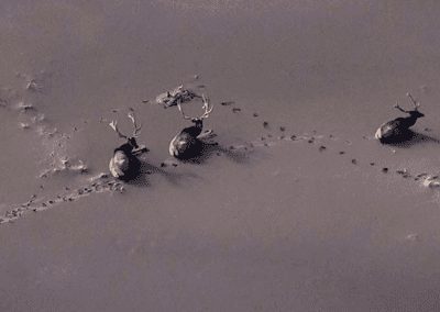 Elk from above