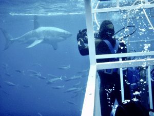 Shark diving