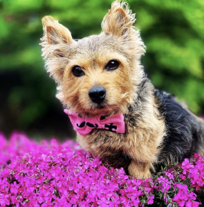 Dog with pink bow tie