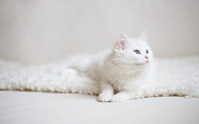 What We Learn From Our Pets